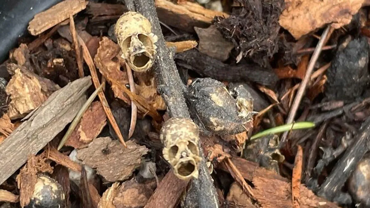 56 Funny And Mildly Creepy Cases Of Pareidolia (New Pics)