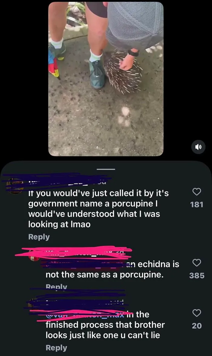 A social media screenshot discussing the difference between an echidna and a porcupine, showcasing iconic self-burns and people trying to fix stupid ideas.