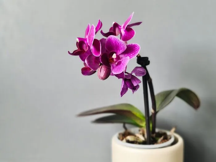 Bought An Orchid For A Publix Employee For Mother’s Day