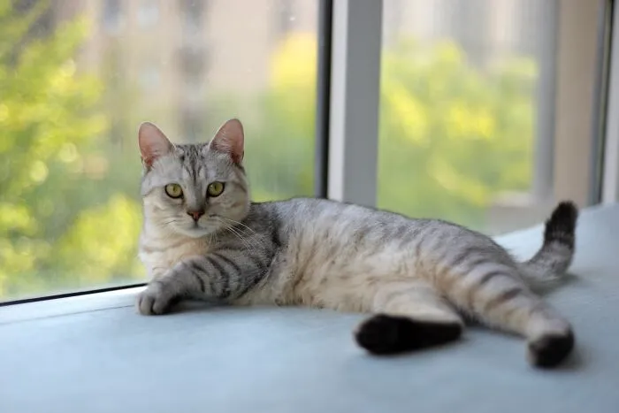 Cats Are Aloof And Don't Form Strong Bonds With People