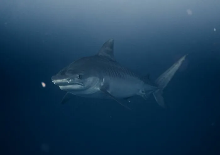 Tiger shark swimming in deep ocean water