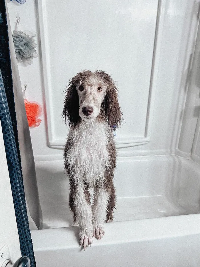 Showering