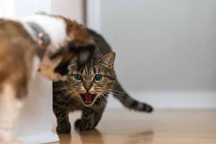 Hissing