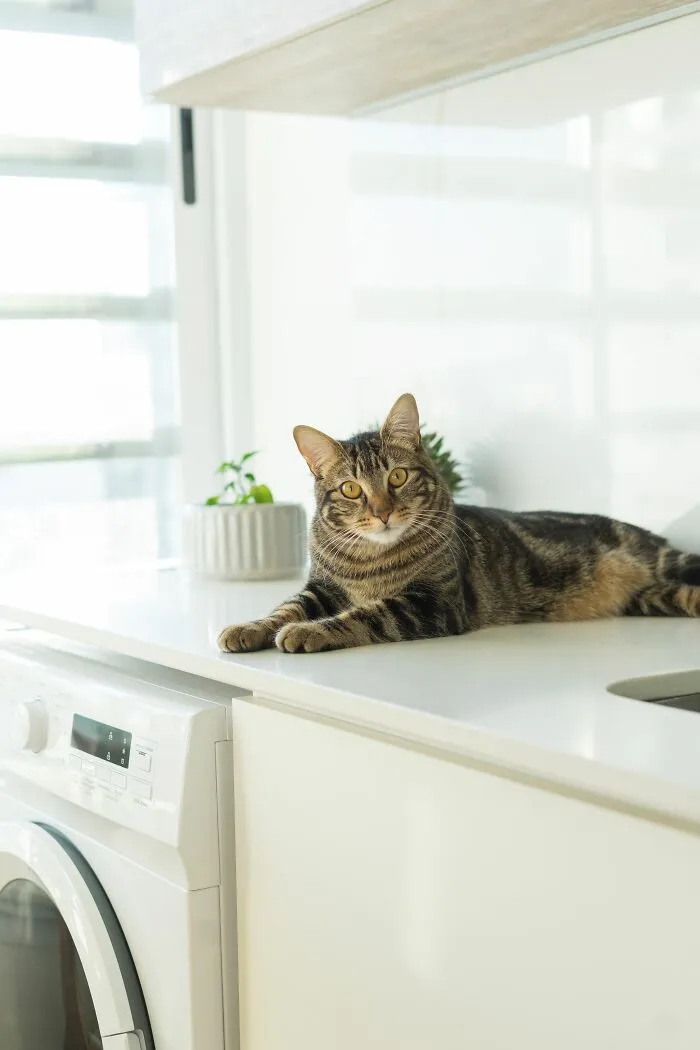 Jumping On Counters