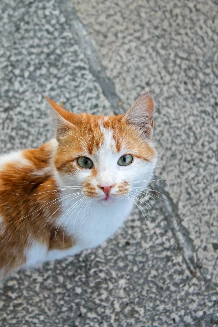 Cats Are Completely Independent And Don't Need Attention