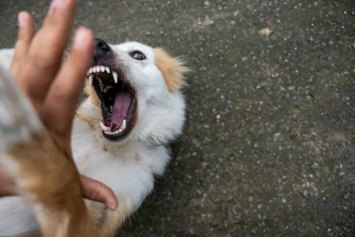 Petting Without Checking Whether The Dog Still Wants It