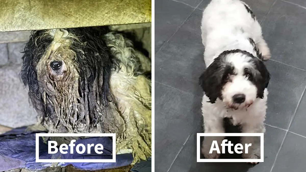 25 Remarkable Dog Rescue Transformations Shared By NIRA That Show The Power Of A Second Chance