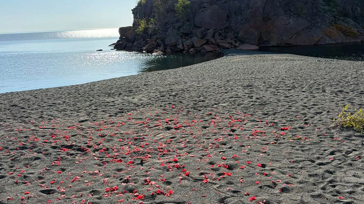 Couple Left Hundreds Of Fake Rose Petals On A Beach After Their Proposal And The Internet Is Furious
