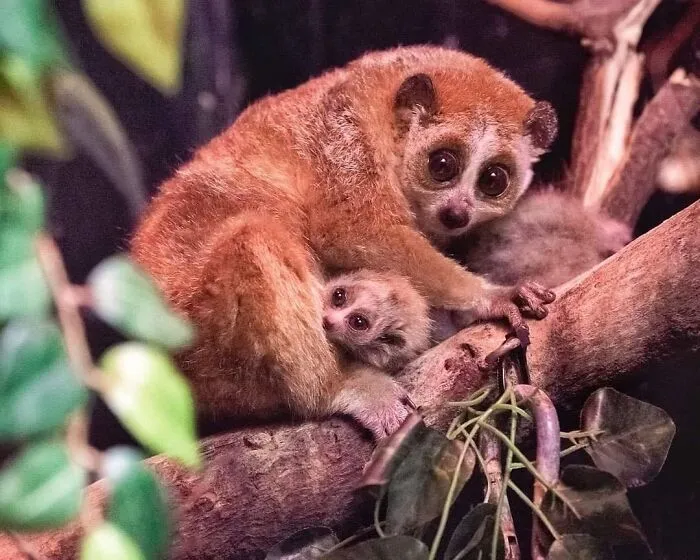 Cute baby slow loris snuggling with its mom on a tree branch