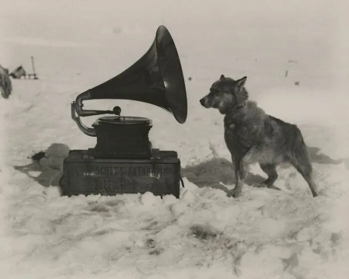 A dog looks intently at a gramophone still intact after many years in a snowy landscape.