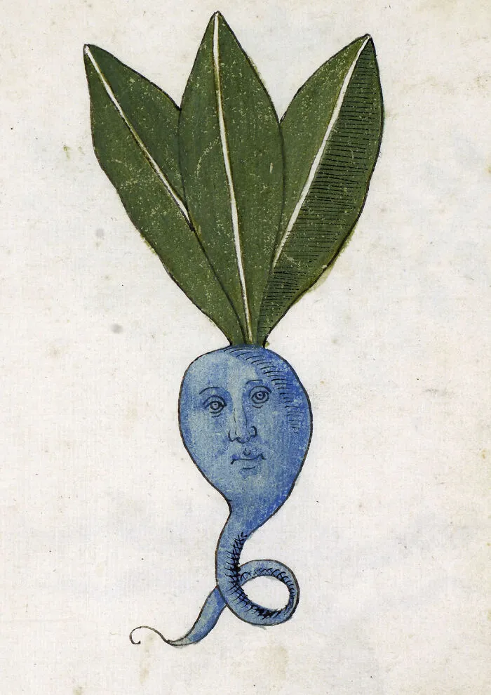 An ancient, whimsical illustration of a mandrake root with a human face and green leaves, an object intact after years.