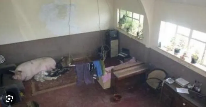 79 Houses So Weird People Couldn’t Believe They Were Actually For Sale