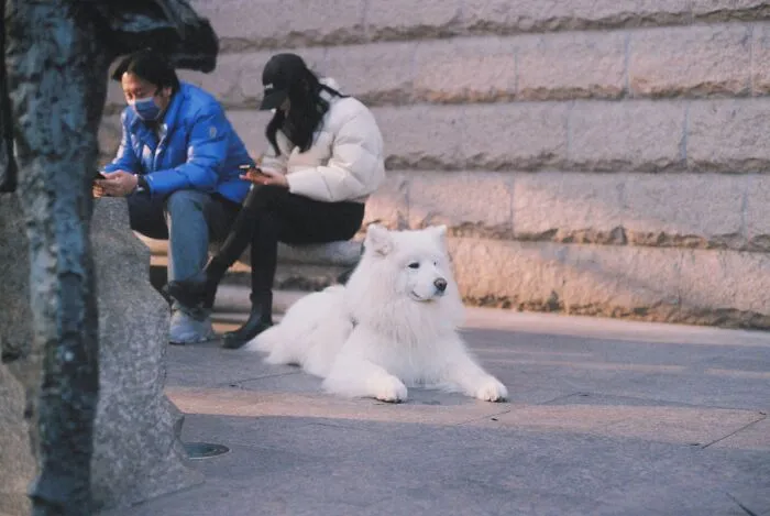 Not Paying Attention To Our Pet