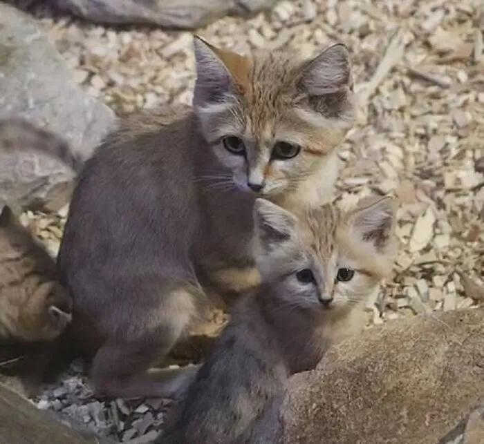 This Page Shared 65 Irresistible Pics Of Baby Animals And Their Moms