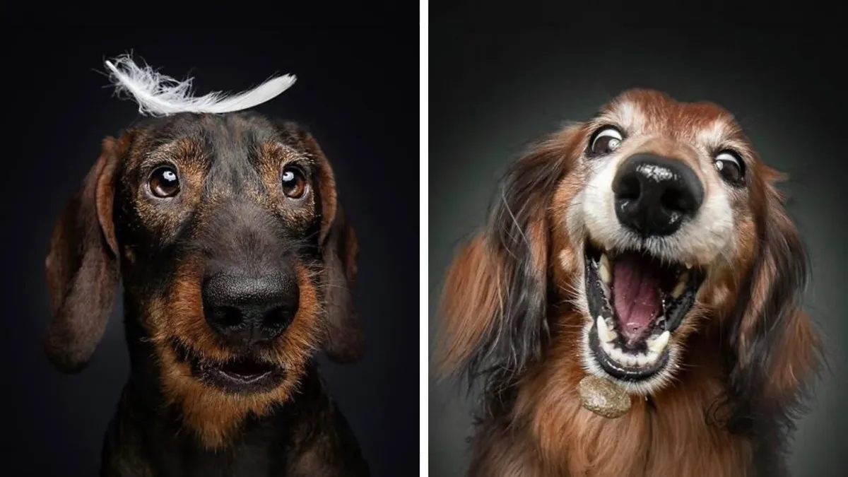 30 New Touching Pictures Of Senior Dogs By Christian Vieler That Might Melt Your Heart