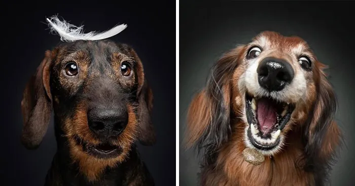 30 New Touching Pictures Of Senior Dogs By Christian Vieler That Might Melt Your Heart