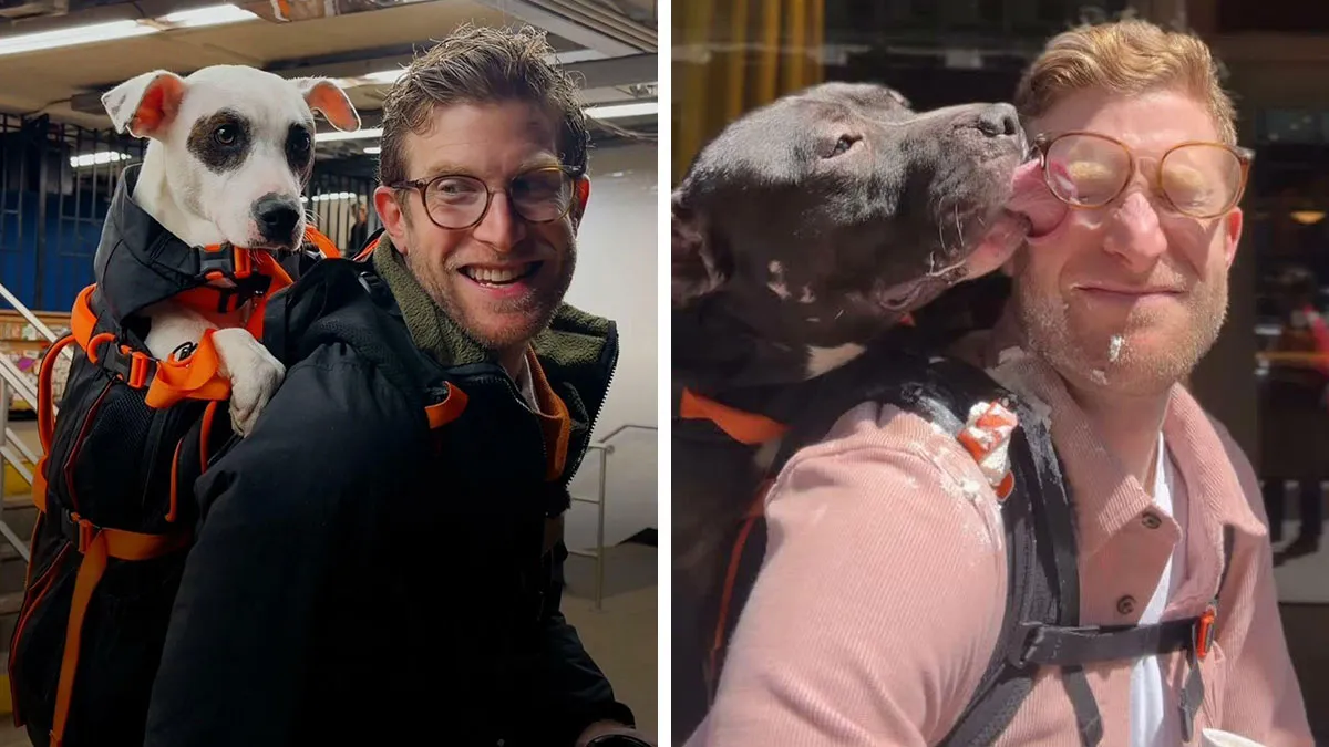 Shelter Dogs Are Finding New Homes After This Man Gives Them Backpack Rides Around NYC