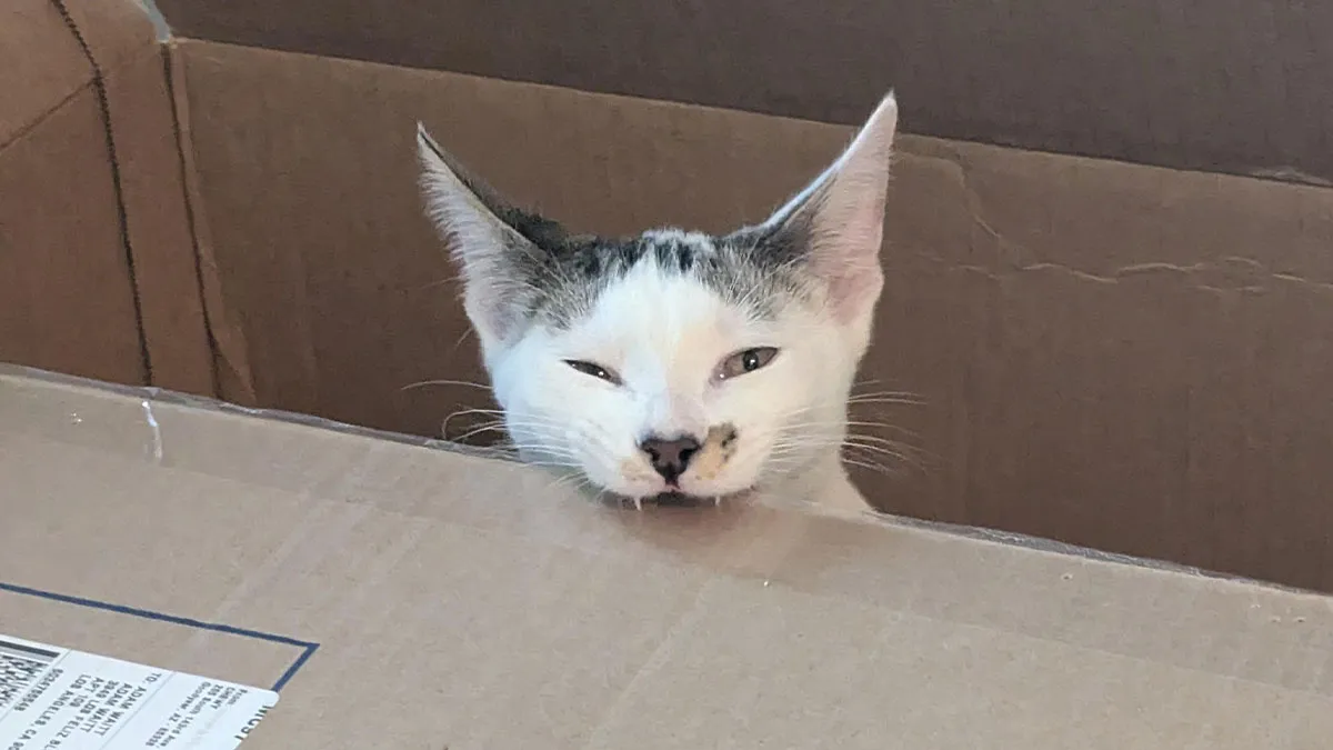 40 Funny Pics Of Cats Being Themselves And Showing Off Their Shredded Masterpieces