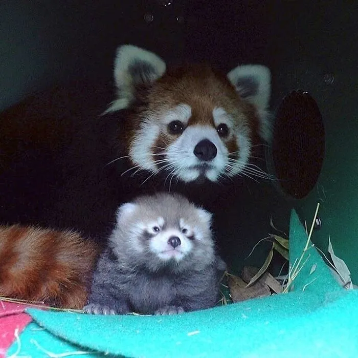This Page Shared 65 Irresistible Pics Of Baby Animals And Their Moms