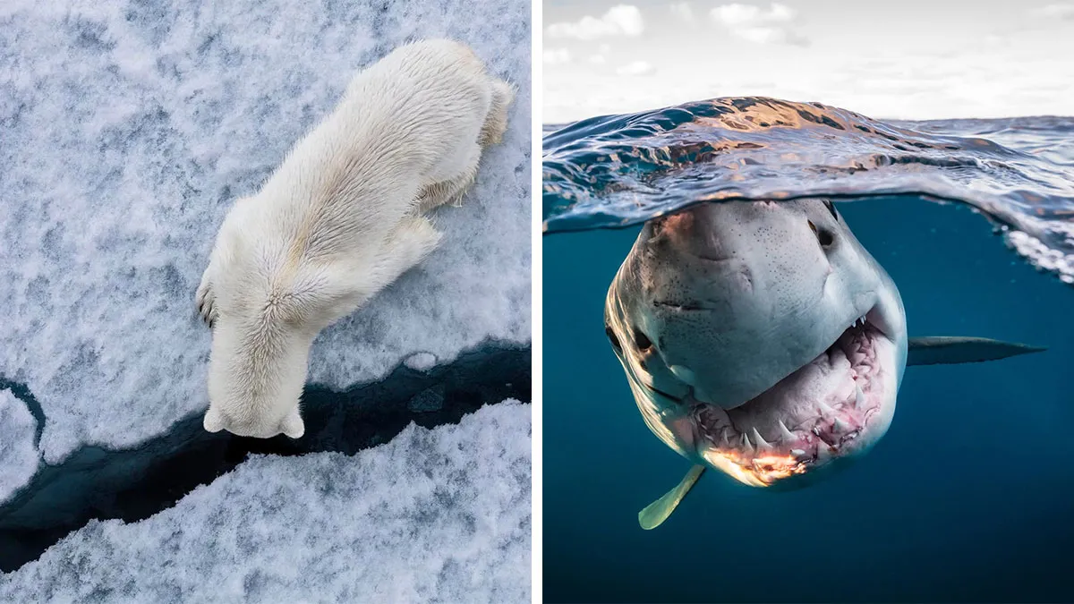 45 Incredible Wildlife Shots That Reveal The Real Life Of Animals Across The Planet