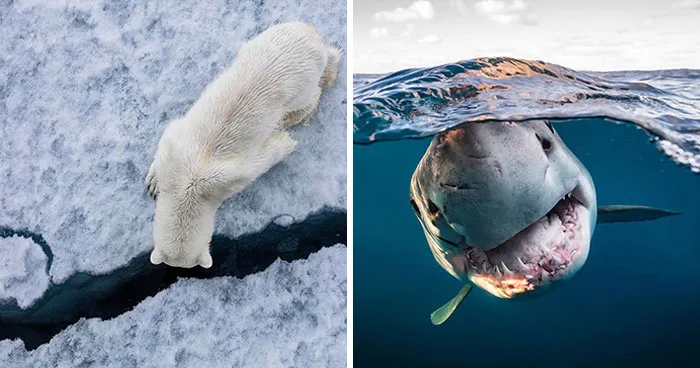 45 Incredible Wildlife Shots That Reveal The Real Life Of Animals Across The Planet