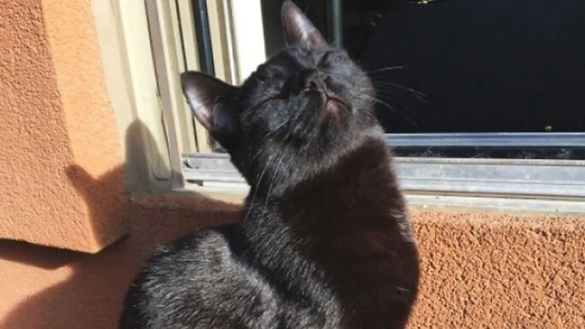 75 Heartwarming Photos Of Sunbathing Animals You Didn’t Know You’d Want To See Today (New Pics)