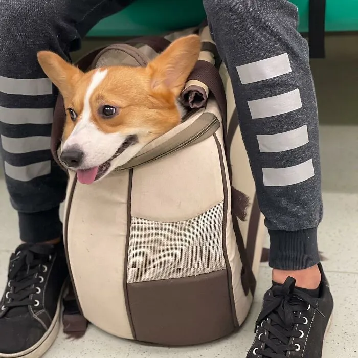 95 New ‘BagDogs’ Photos That Should Make Every Dog Lover Smile