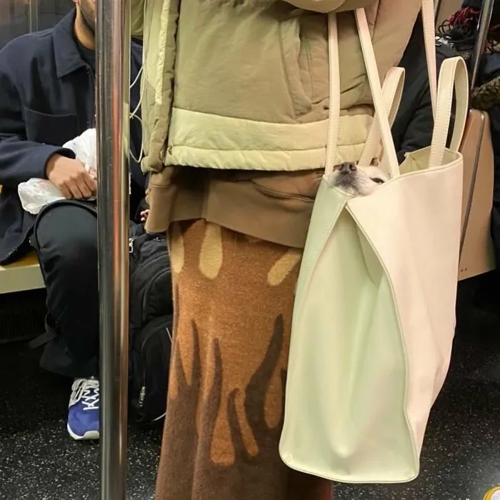 95 New ‘BagDogs’ Photos That Should Make Every Dog Lover Smile