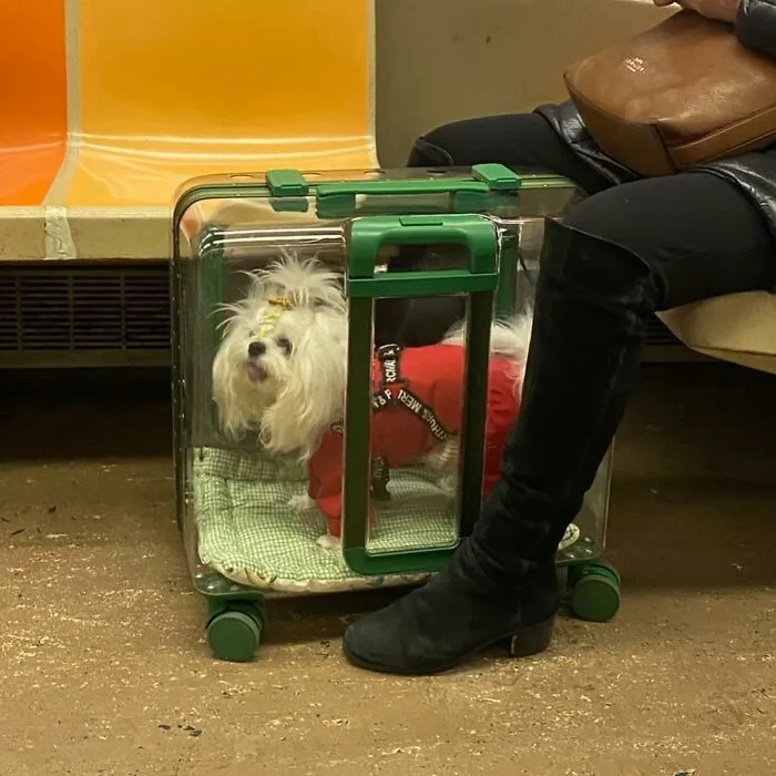 95 New ‘BagDogs’ Photos That Should Make Every Dog Lover Smile