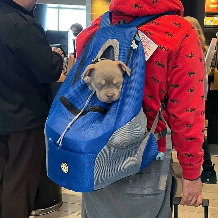 95 New ‘BagDogs’ Photos That Should Make Every Dog Lover Smile