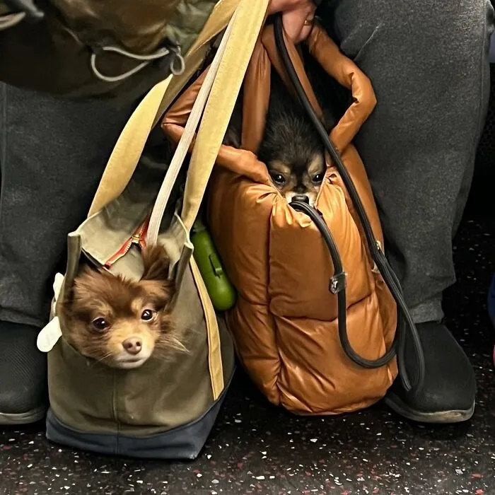 95 New ‘BagDogs’ Photos That Should Make Every Dog Lover Smile