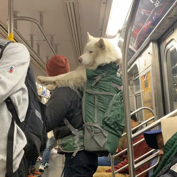 95 New ‘BagDogs’ Photos That Should Make Every Dog Lover Smile