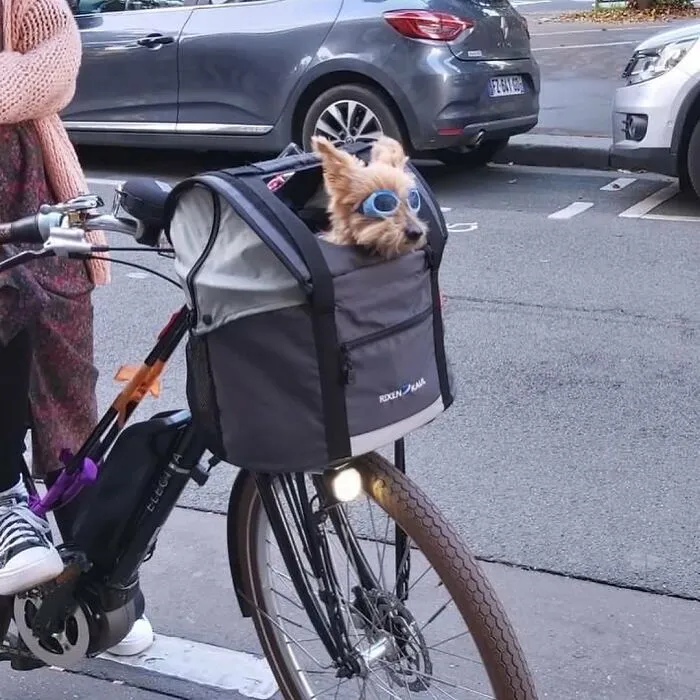 95 New ‘BagDogs’ Photos That Should Make Every Dog Lover Smile
