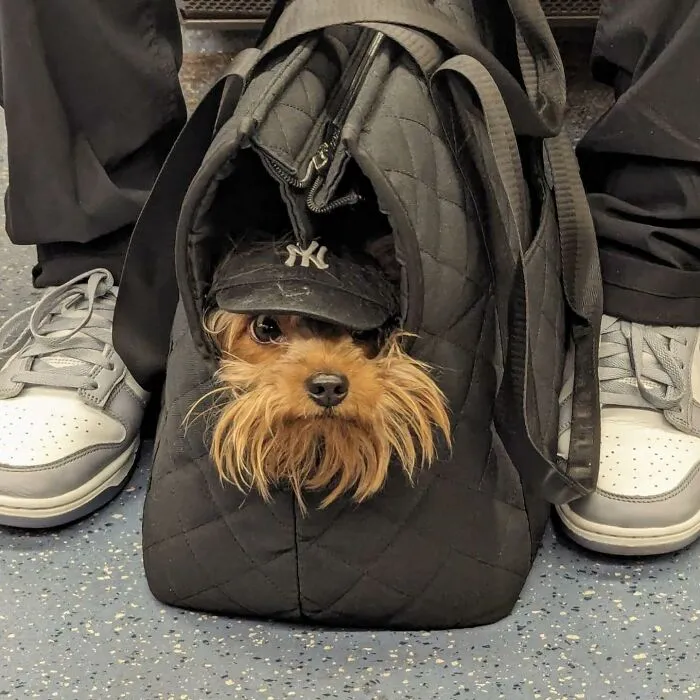 95 New ‘BagDogs’ Photos That Should Make Every Dog Lover Smile