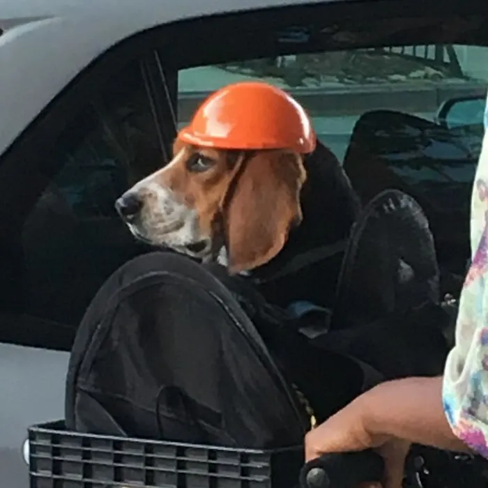 95 New ‘BagDogs’ Photos That Should Make Every Dog Lover Smile
