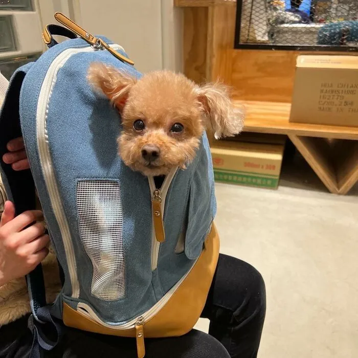 95 New ‘BagDogs’ Photos That Should Make Every Dog Lover Smile