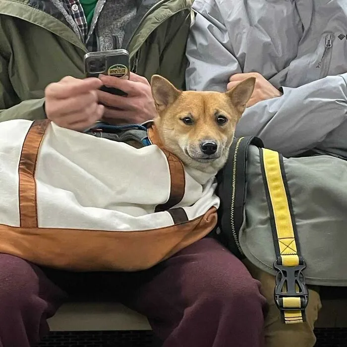95 New ‘BagDogs’ Photos That Should Make Every Dog Lover Smile