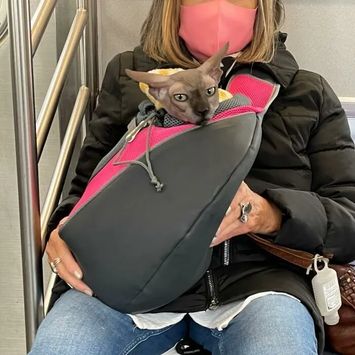 95 New ‘BagDogs’ Photos That Should Make Every Dog Lover Smile