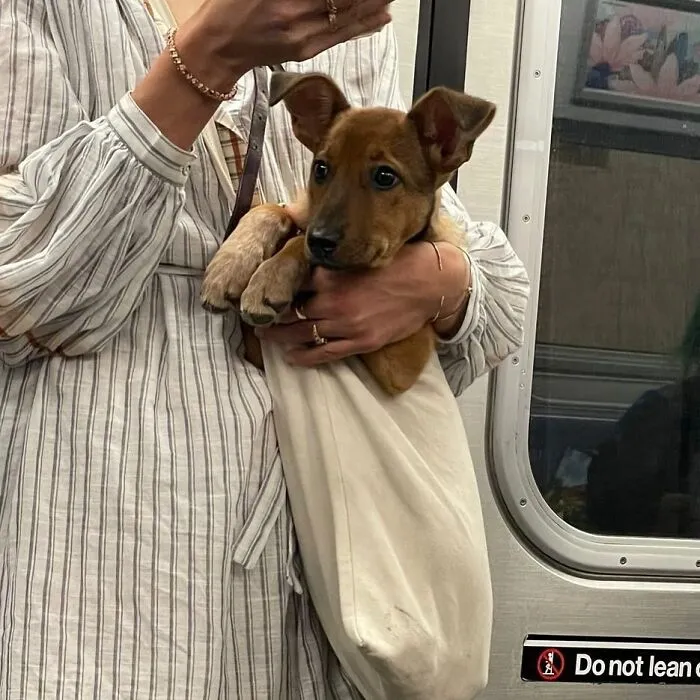 95 New ‘BagDogs’ Photos That Should Make Every Dog Lover Smile