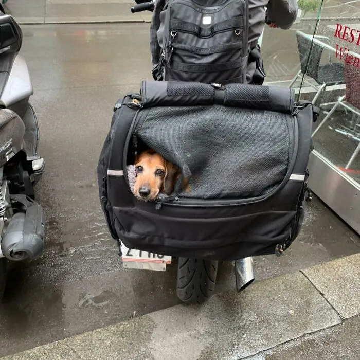 95 New ‘BagDogs’ Photos That Should Make Every Dog Lover Smile