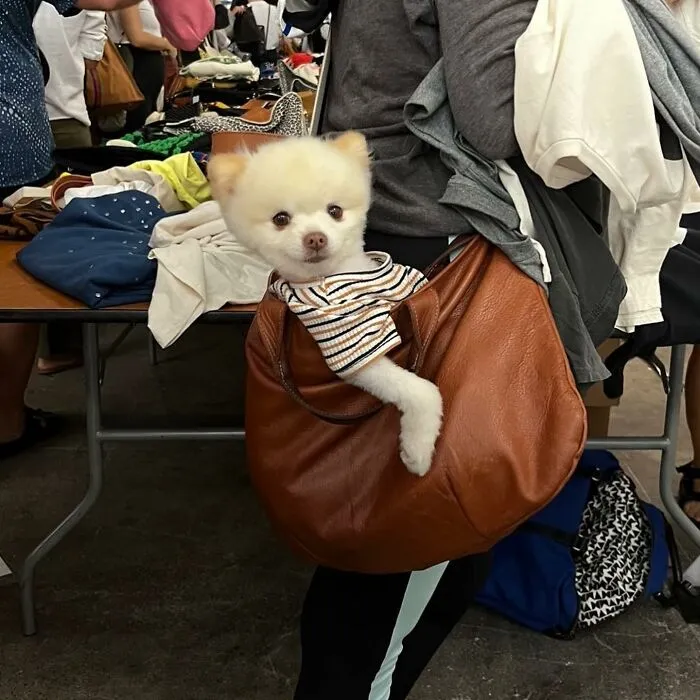 95 New ‘BagDogs’ Photos That Should Make Every Dog Lover Smile