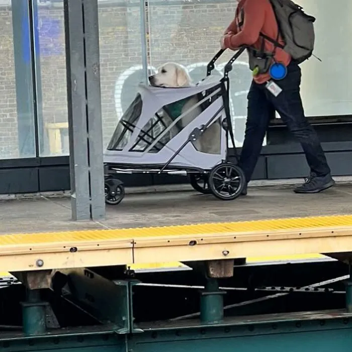 95 New ‘BagDogs’ Photos That Should Make Every Dog Lover Smile