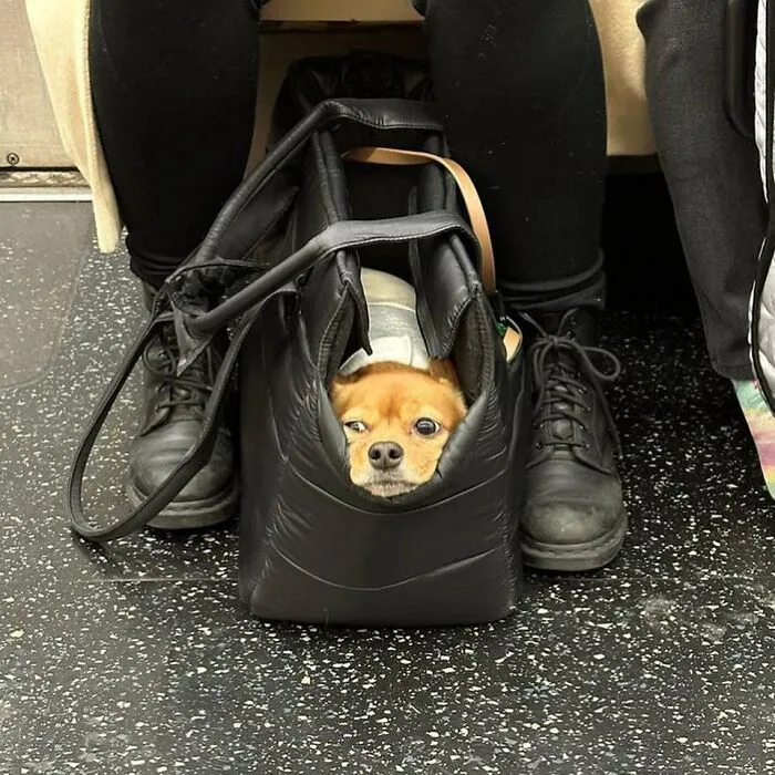 95 New ‘BagDogs’ Photos That Should Make Every Dog Lover Smile