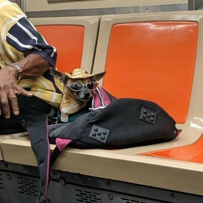 95 New ‘BagDogs’ Photos That Should Make Every Dog Lover Smile