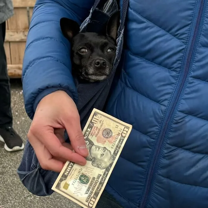 95 New ‘BagDogs’ Photos That Should Make Every Dog Lover Smile