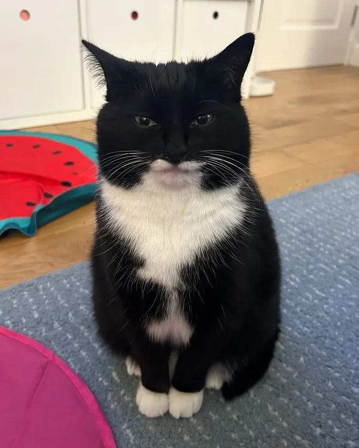 I'm Catman