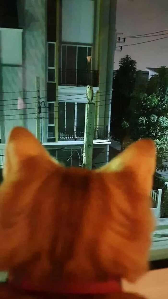 31 Funny Animal Encounters Shared By This Page That Would Sound Fake If Not Caught On Camera
