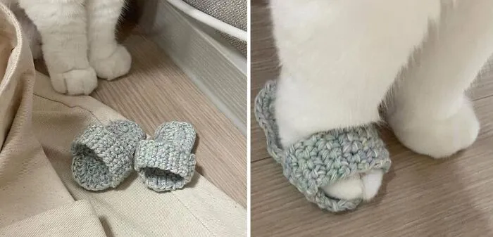 Adorable animal photo showing a cat wearing tiny, hand-knitted slippers, equal parts adorable and absurd.
