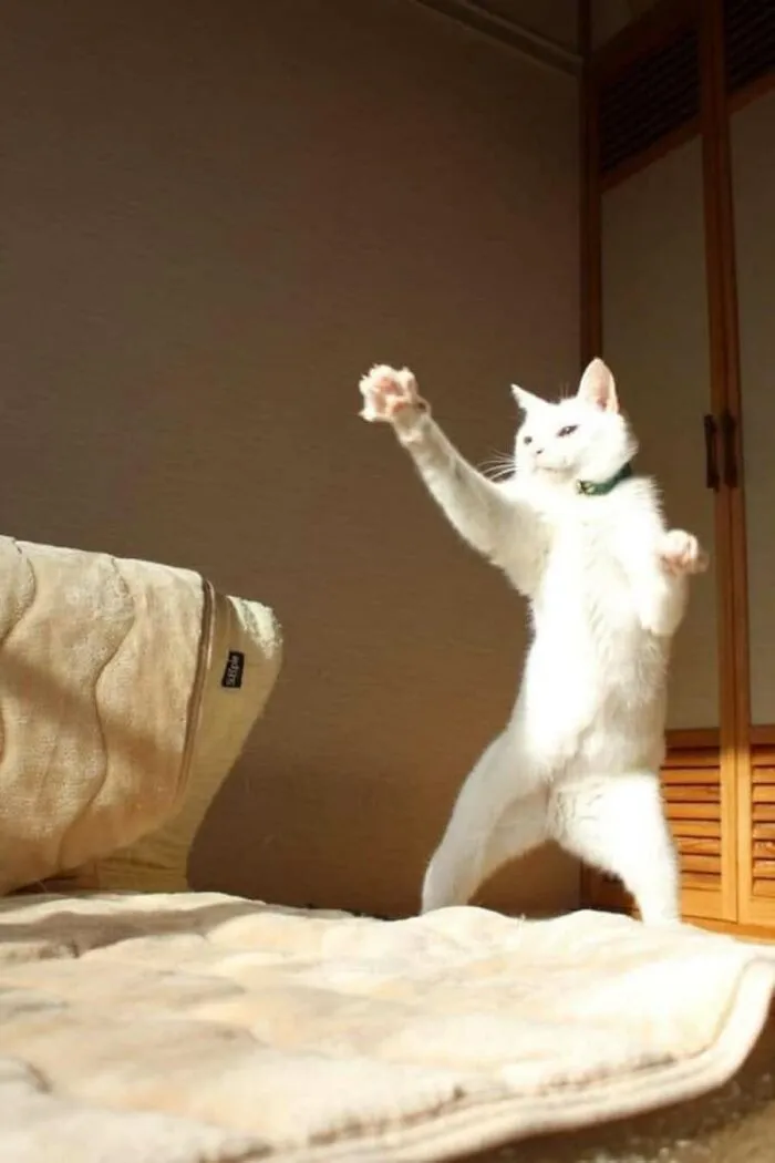 31 Funny Animal Encounters Shared By This Page That Would Sound Fake If Not Caught On Camera