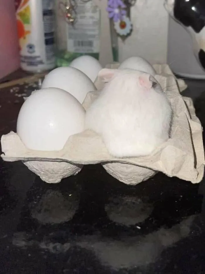 31 Funny Animal Encounters Shared By This Page That Would Sound Fake If Not Caught On Camera